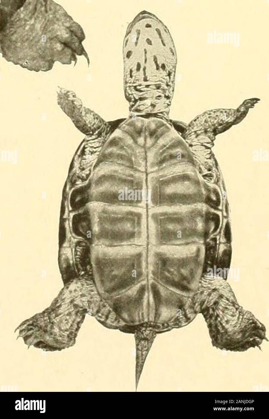 Bulletin du Bureau des pêches . Fig. 3. Fig. !. Fig. 4. Fig. 5. MALACLEMMYS CENTRATA, femme. Spécimens prélevés près de BEAUFORT, N. C. Fig. 1 et 2. Un particulier 4 pouces de long. Fig. 3. Près d'un individu adulte fii pouces de long. Fig. 4 et 5. Un particulier 3| pouces de long. Bull. U, S. B. F. 1904. Plate III. Banque D'Images