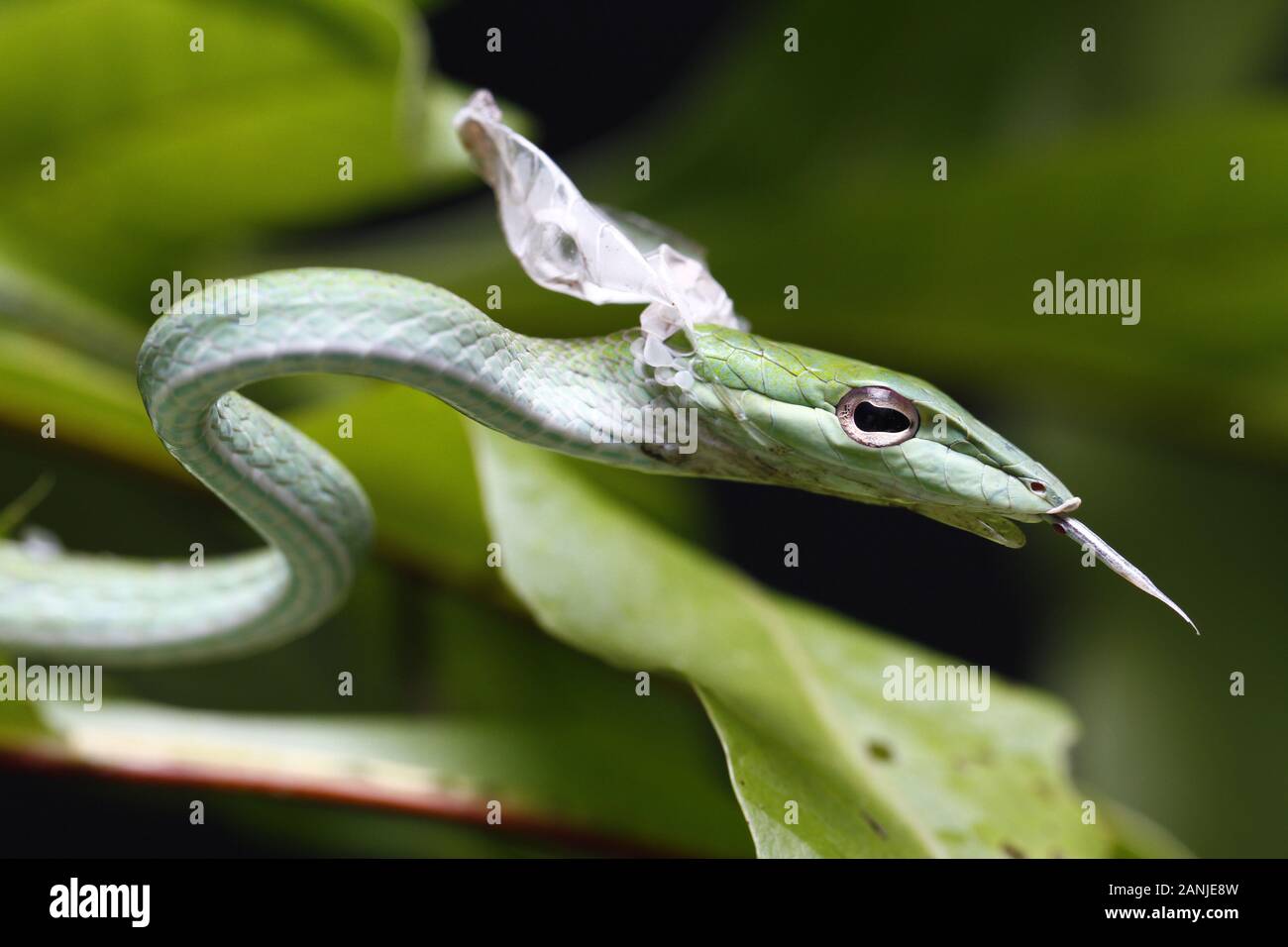Close Up of Asian Vine Snake (Ahaetulla prasina) faire c'est la peau. Banque D'Images