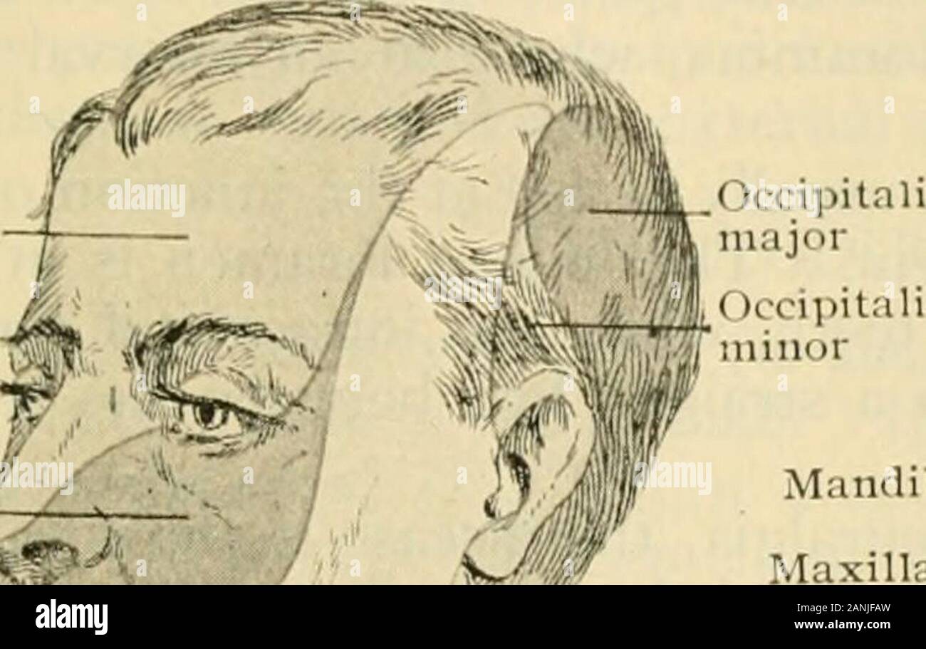 L'anatomie humaine, y compris la structure et le développement et des considérations pratiques . e l)les ranchs de distribution depuis le gang otique-lion, les fibres sécrétoires sont obtenues par ceux l'auriculo-ul-teniporal (page 1244) de la glande parotide. Le petit nerf prb qualite superficiel contient également des fibres, sans goût qui passer soit tt) le ganglion petrous du neuvième ou à l'geniculateganglion de la septième, et de là vers le centralward à la réception-noyaux dans themedulla. Moteur de la racine est une branche de la ptérygoïde interne nerf. Le syvipatheticroot est représenté un ou deux Iiy-filaments nerveux fro Banque D'Images L'anatomie humaine, y compris la structure et le développement et des considérations pratiques . e l)les ranchs de distribution depuis le gang otique-lion, les fibres sécrétoires sont obtenues par ceux l'auriculo-ul-teniporal (page 1244) de la glande parotide. Le petit nerf prb qualite superficiel contient également des fibres, sans goût qui passer soit tt) le ganglion petrous du neuvième ou à l'geniculateganglion de la septième, et de là vers le centralward à la réception-noyaux dans themedulla. Moteur de la racine est une branche de la ptérygoïde interne nerf. Le syvipatheticroot est représenté un ou deux Iiy-filaments nerveux fro Banque D'Images