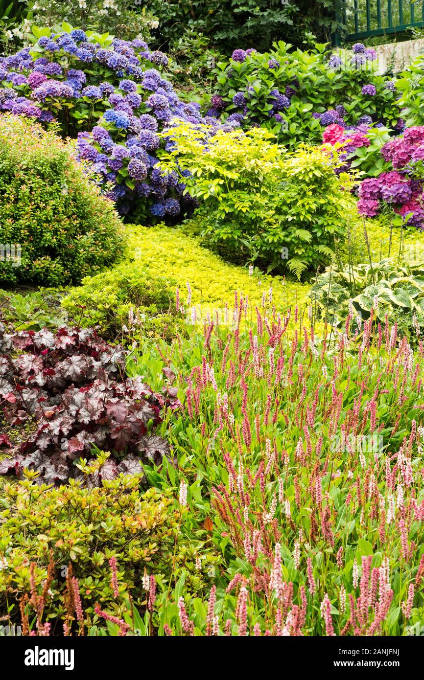 Hydrageas Dans Le Parc Keswick, Lake District Banque D'Images