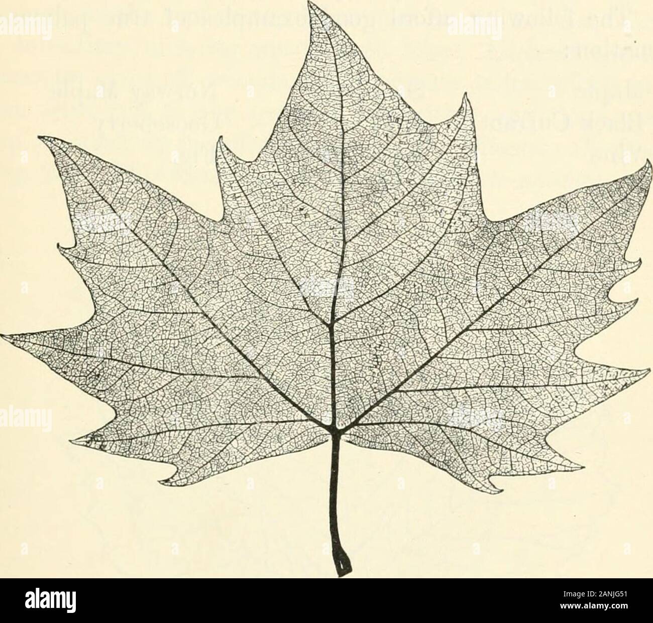 Les arbres ; un manuel de botanique pour la forêt-bois et le laboratoire . palmée nervation palmée d'une fusion, les autres en sont offertes par la chaux et l'avion. Dans theformer (Fig. 21) nous voyons que, bien que les principaux paramètres sont pennées clairement, il y a deux ou trois [secondarieswhich surviennent avec la nervure principale à la base de la feuille en anddiverge à différents angles, jetant de solides afin que le outerbranches venation de cette feuille est almostpalmate ci-dessous. Il peut être décrit correctement, aspinnate avec la base pseudo-palmées. Dans l'avion, à nouveau (Fig. 22), tandis que l'ap-nervation poires évidemment p Banque D'Images