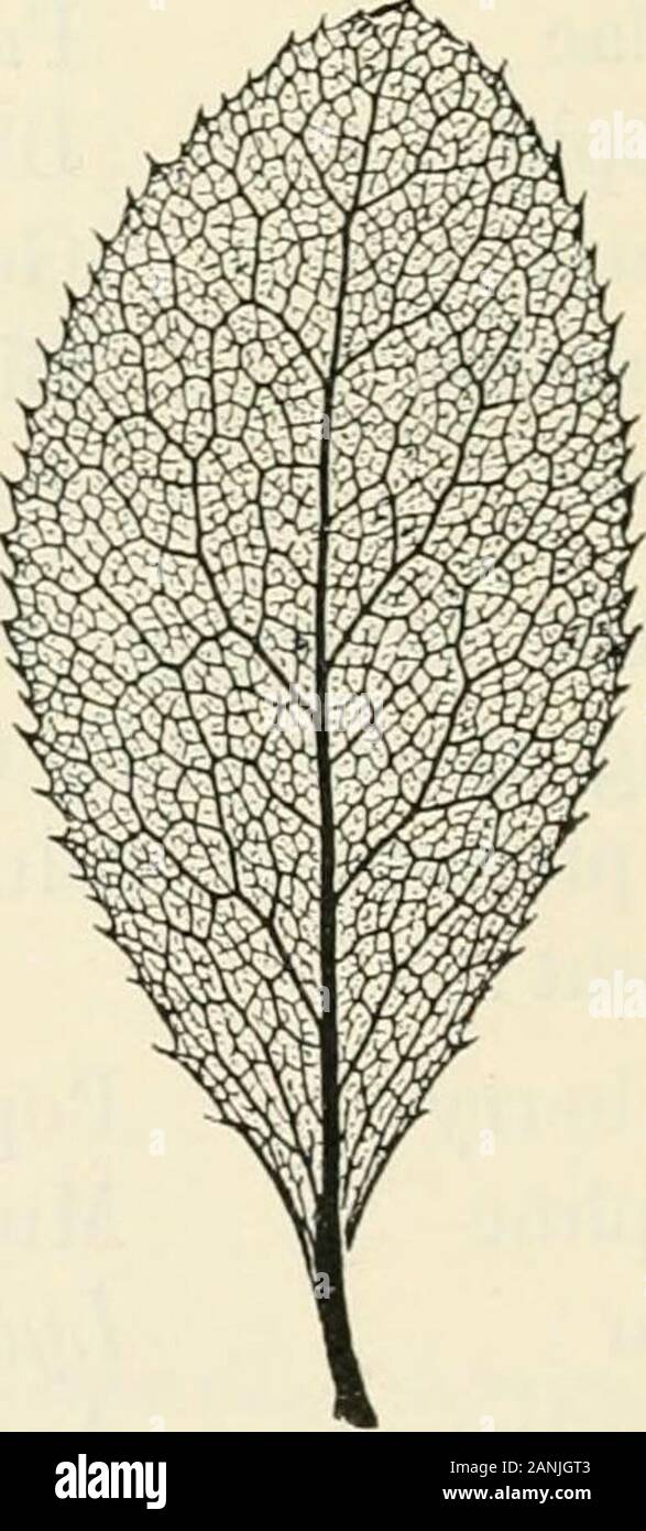 Les arbres ; un manuel de botanique pour la forêt-bois et le laboratoire . innatesecondaries à divers angles et distances, mais thesesoon briser dans le réseau général, long beforereaching la marge, et sans formation de boucles distinctes-ex. Willow crack (Fig. 19), et ce qui suit :- Elder Frêne Robinier Chèvrefeuilles Travellers Joy Saules Lilas Holly Troène Prunellier Apple anglais bullace Plum Gean Cherry Almond Bird Cherry Mezereon Arbutus Poire amère. Dans ce qui suit (Fig. 20), la nervation réticulée est,briser si rapidement que, bien que des traces de son referenceto les pennées ou palmées Banque D'Images