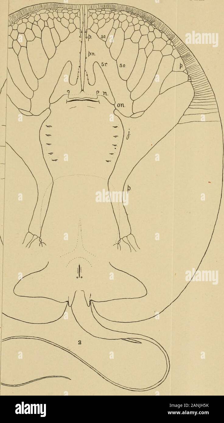 Bulletin du Museum of Comparative Zoology de Harvard College . POTAMOTRYGON MOTORO GARN PLATE XXXV. Photo. Lith. de L S Punderson &. Fils, New Haven, Conn. Banque D'Images