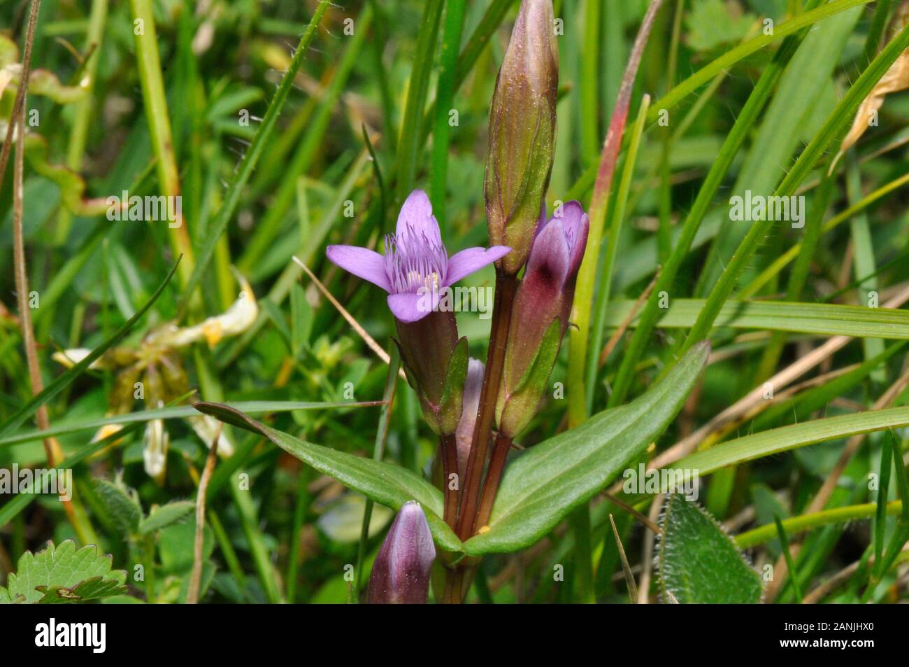 Au début,gentiane Gentianella anglica, est un petit, de rares fleurs sauvages annuel ou biennal. Elle pousse sur les prairies de craie, favorisant les pentes exposées au sud avec thi Banque D'Images