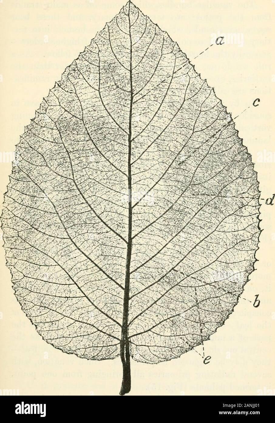 Les arbres ; un manuel de botanique pour la forêt-bois et le laboratoire . te-pennées-boucle-pennées arcuate-pennées-réticulé-nervation palmée et ses variétés. Les faisceaux vasculaires s'étend dans la feuille-tissuesare, comme déjà indiqué, appelé côtes et les veines, et con-constituer la soi-disant venation. Le principal projet en général andveins nervures sur la face inférieure de la feuille,et sont donc facilement visibles, mais il y a plus veinsare souvent invisibles ou peu visibles, sauf en leavesand par lumière transmise, parce qu'ils sont enterrés dans les tissus thesoft. Dans l'aspect du cuir et feuilles charnues Banque D'Images