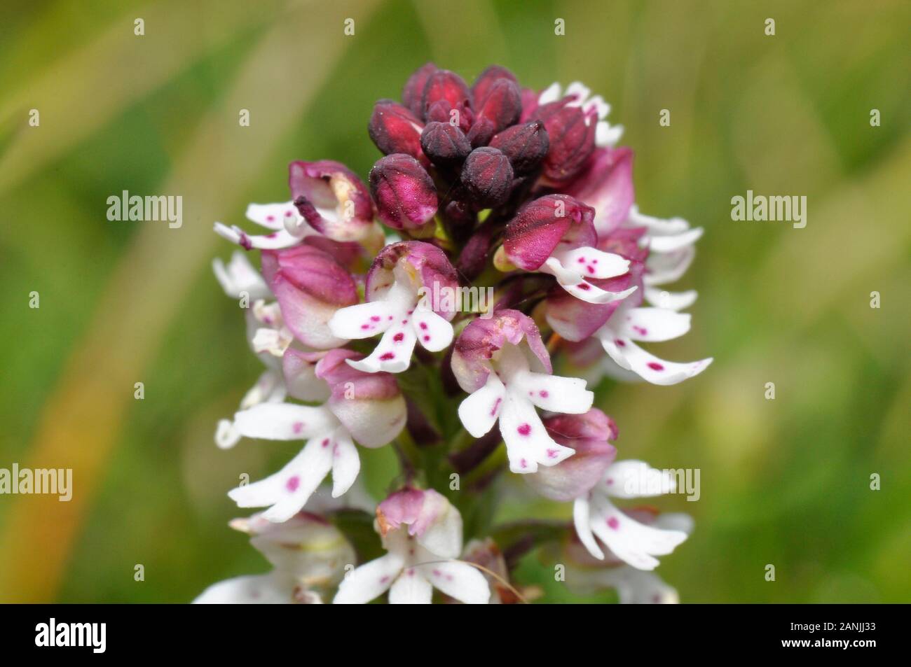 Neotinea ustulata 'Orchidée brûlée' trouvé sur d'anciennes prairies calcaires, court,.forme précoce,fleurs de mai à juin. Wiltshire, Royaume-Uni. Banque D'Images