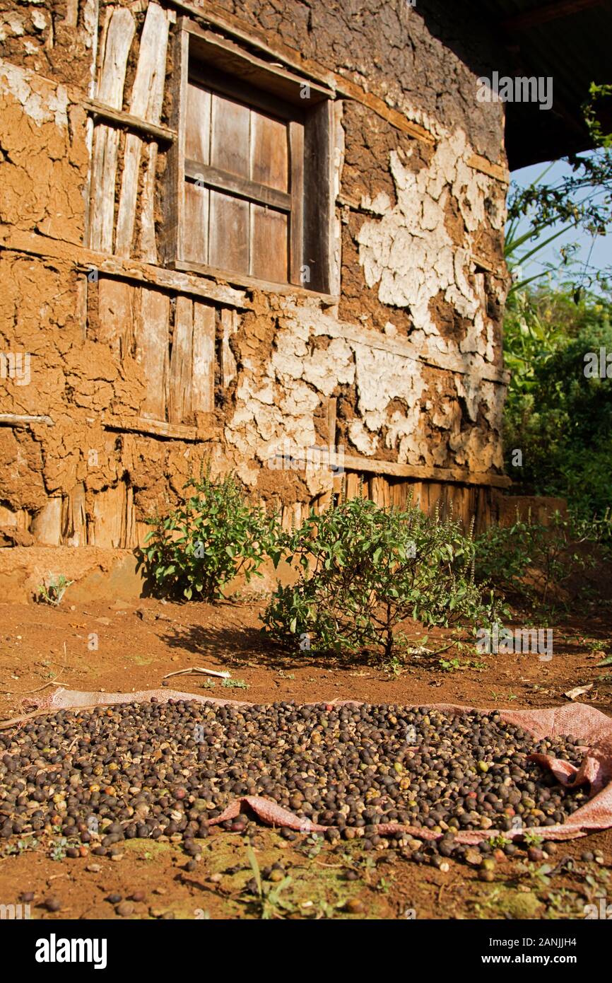 La récolte du café local est en train de sécher au soleil Banque D'Images