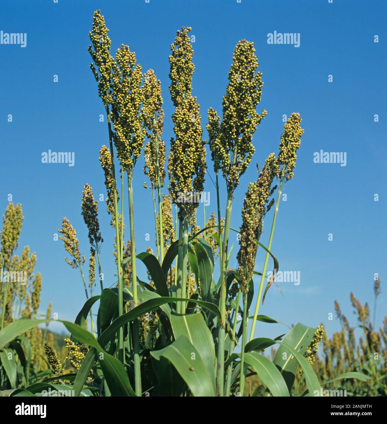 La récolte de sorgho ou d'greasst maturation millet (Sorghum bicolor) oreilles sur de grandes feuilles et de plantes en gras dans une culture définie against blue sky, New Jersey, USA, octobre Banque D'Images