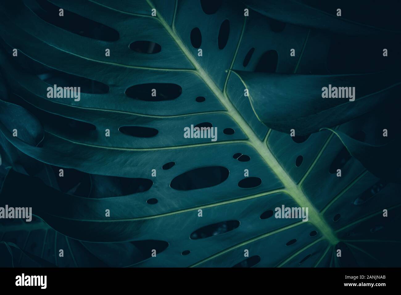 Les feuilles tropicales,fond sombre dans la jungle Banque D'Images