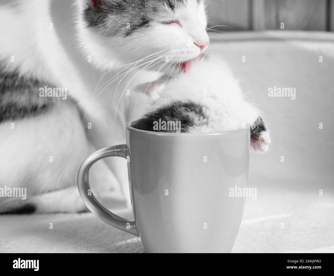 Les Soins Maman Chat Leche Son Chaton Qui Est Assis Dans Une Tasse Photo Stock Alamy