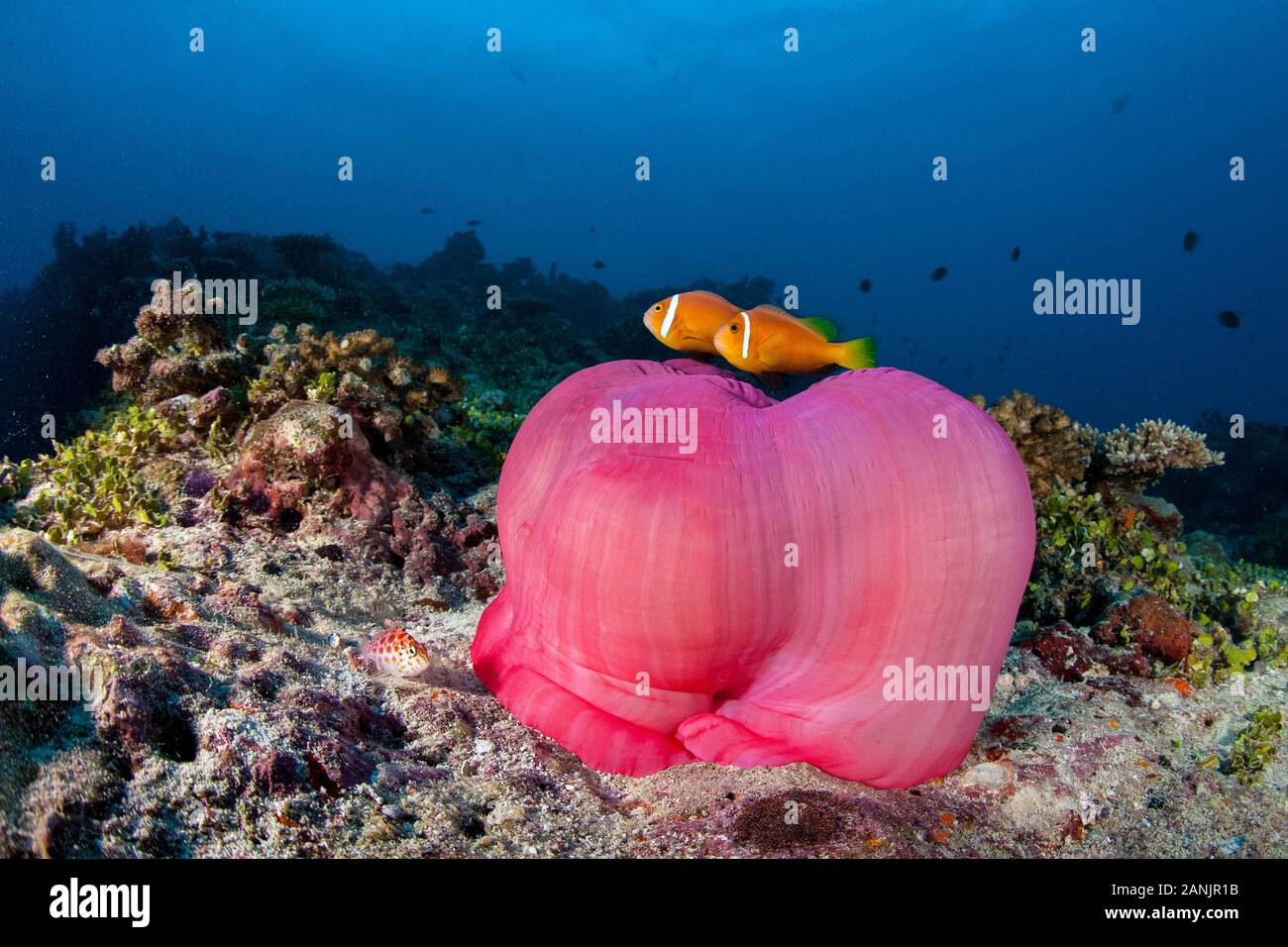 Les Maldives, poisson clown, poisson clown blackfinned blackfoot ou poisson clown Amphiprion nigripes, leur hôte, et d'une vue magnifique sur la mer, de l'anémone Heteractis magnif Banque D'Images