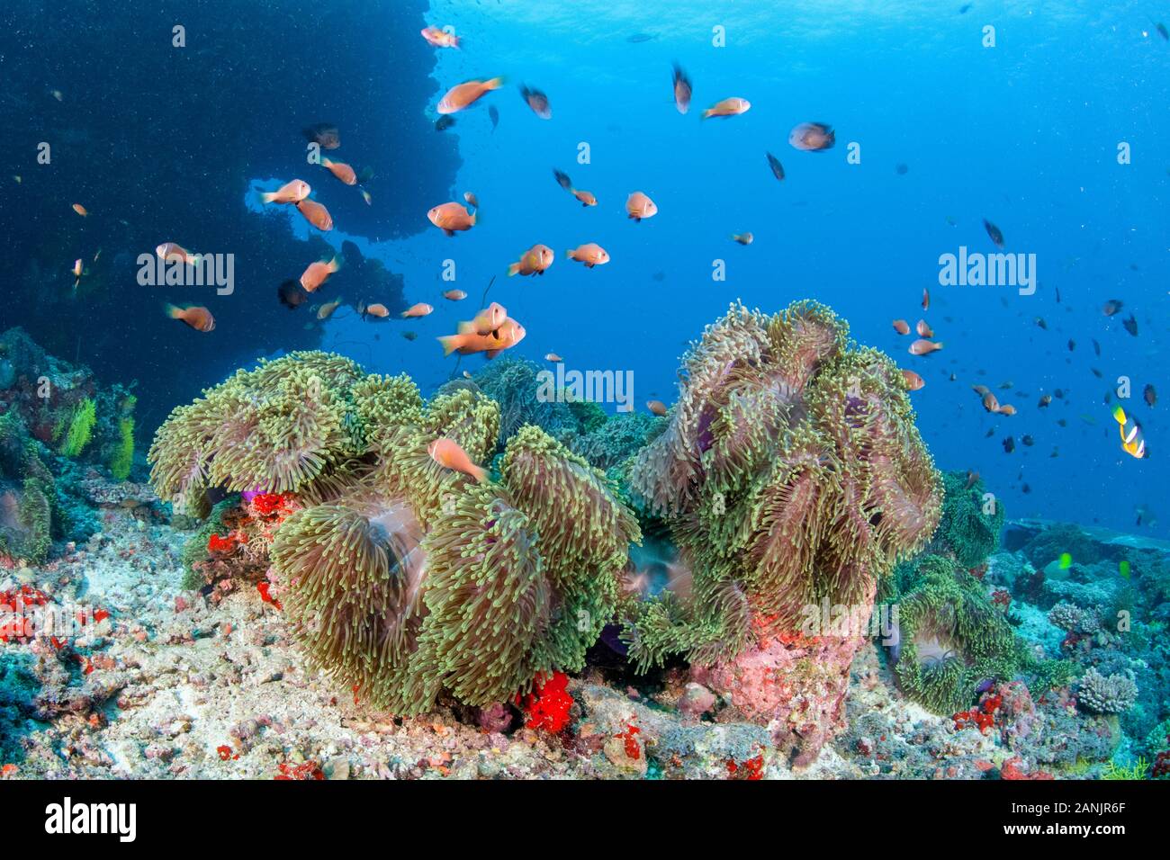 Les Maldives, poisson clown, poisson clown blackfinned blackfoot ou poisson clown Amphiprion nigripes, leur hôte, et d'une vue magnifique sur la mer, de l'anémone Heteractis magnif Banque D'Images