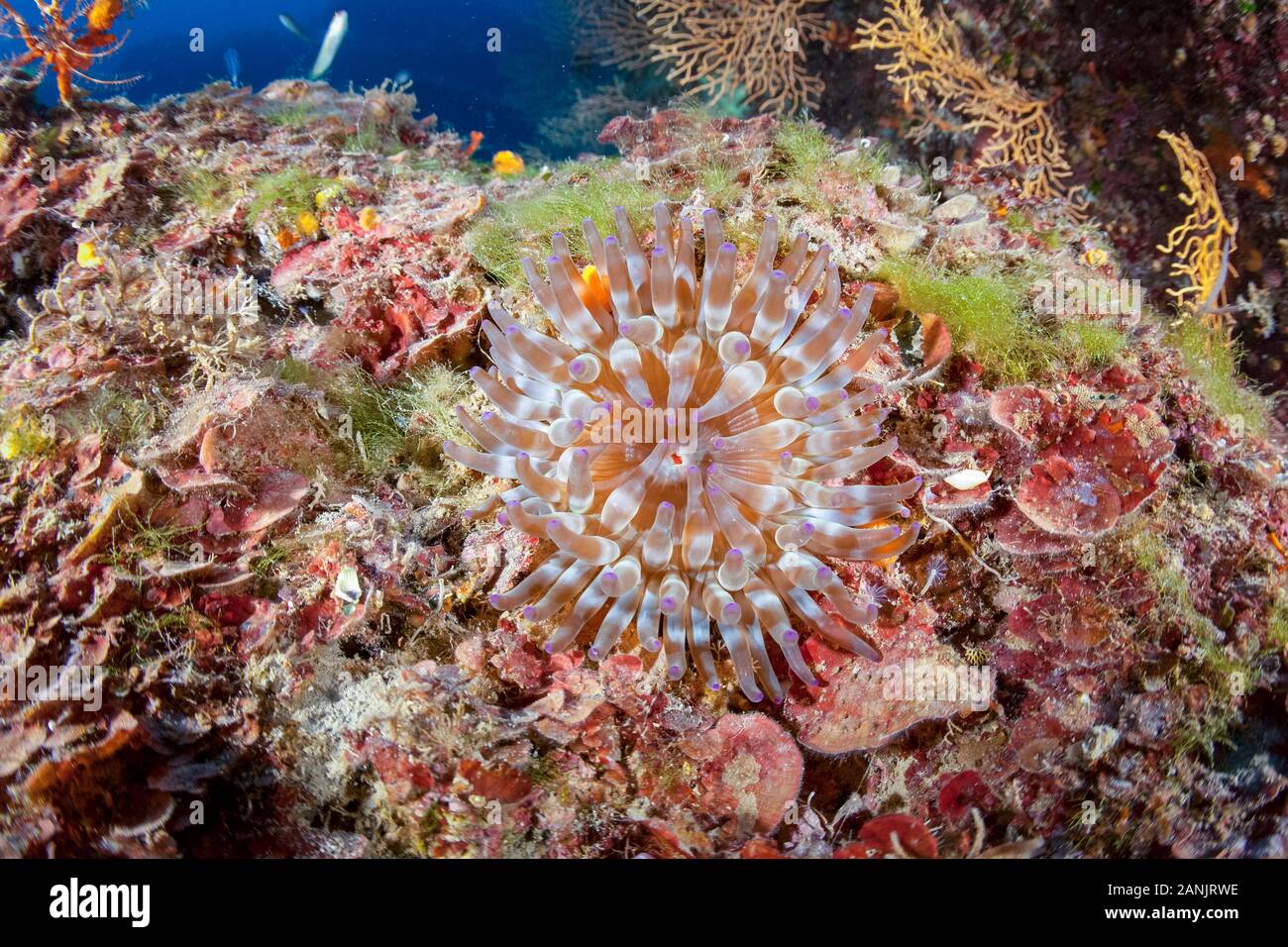 Anémone Condylactis aurantiaca, or, la réserve marine de Punta Campanella, Massa Lubrense, Péninsule de Sorrente, ou péninsule de Sorrente, Côte Amalfitaine, il Banque D'Images