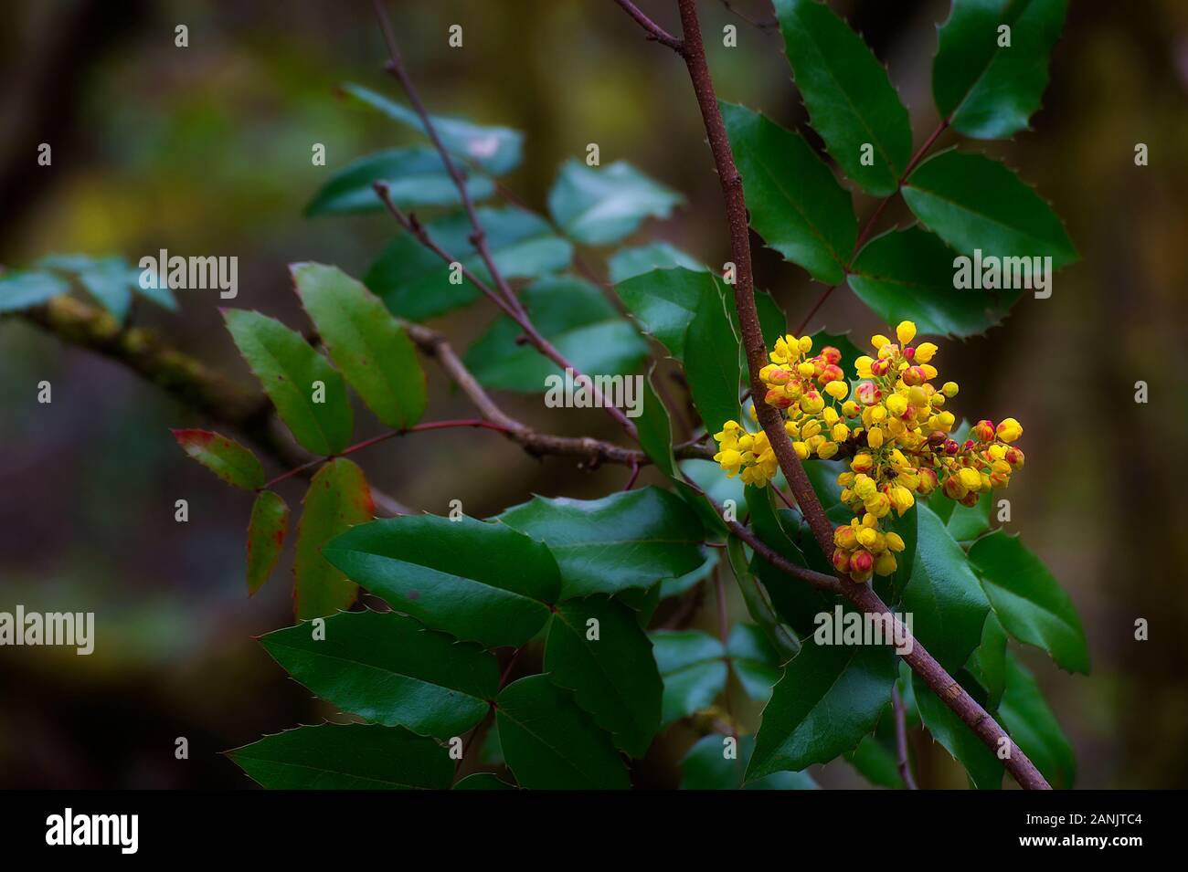 Grappe de raisin jaune fleur sur une branche avec des feuilles vertes piquantes. Banque D'Images