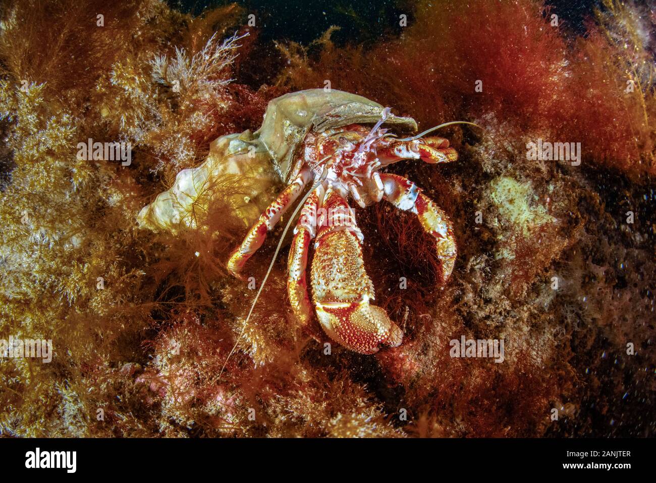 L'ermite, Paguridae peu Strýtan, site de plongée. Eyjafjörður voisin à Akureyri, Islande du Nord, océan Atlantique Nord Banque D'Images