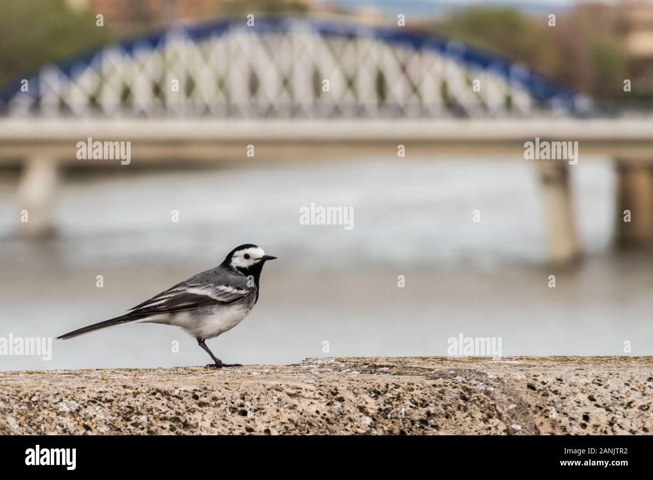 Petit oiseau avec une jambe avec un pont en arrière-plan Banque D'Images