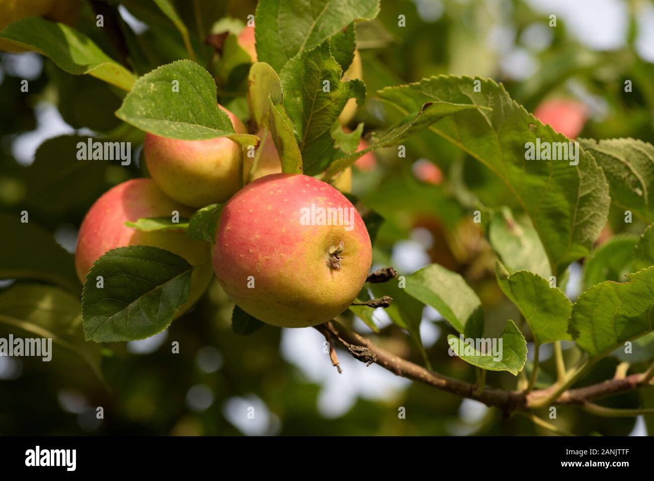 Malus 'Oyama Marshall', Apple (Apple), ornementales Oyama Marshall pommetier en fleurs. Banque D'Images
