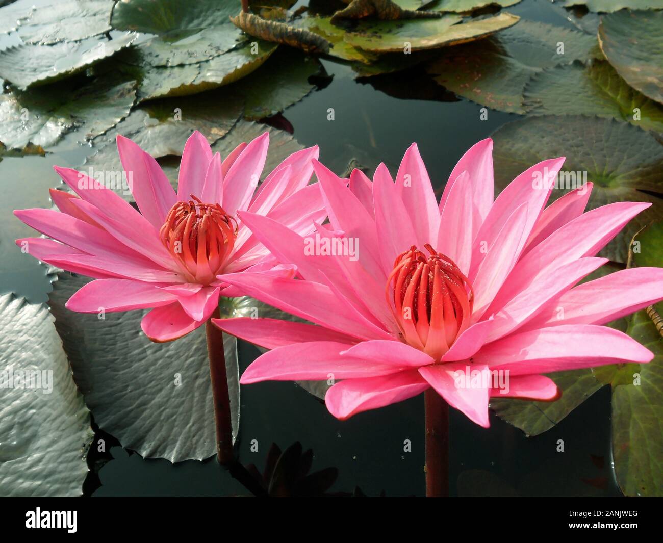 Paire de belles roses en fleurs fleurs de Lotus dans l'étang Banque D'Images