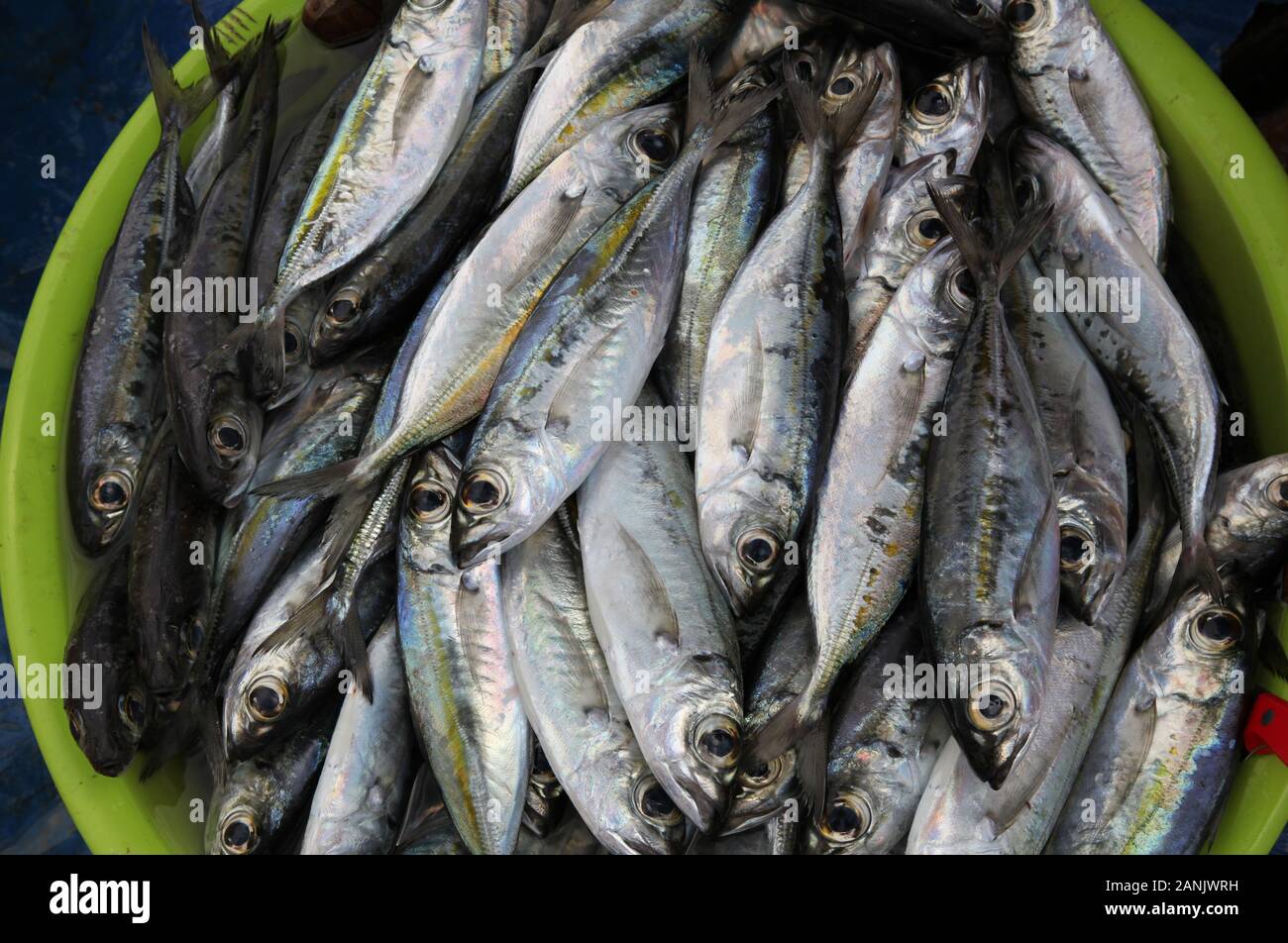 Poisson fraîchement pêché dans le marché aux poissons sur la jetée de Santa Maria, Sal Cap-Vert Banque D'Images