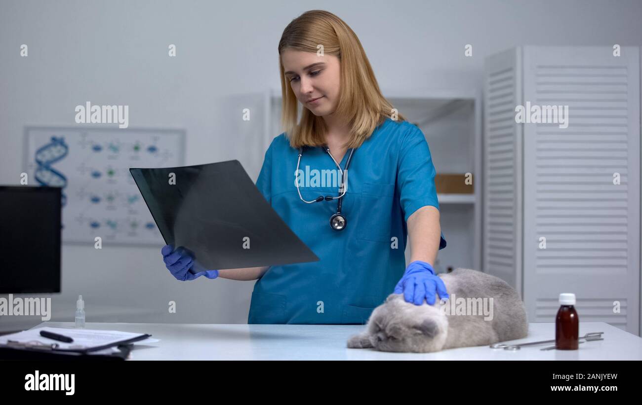 Femme vet stroking cat holding x-ray, le diagnostic des maladies de l'abdomen, une clinique Banque D'Images