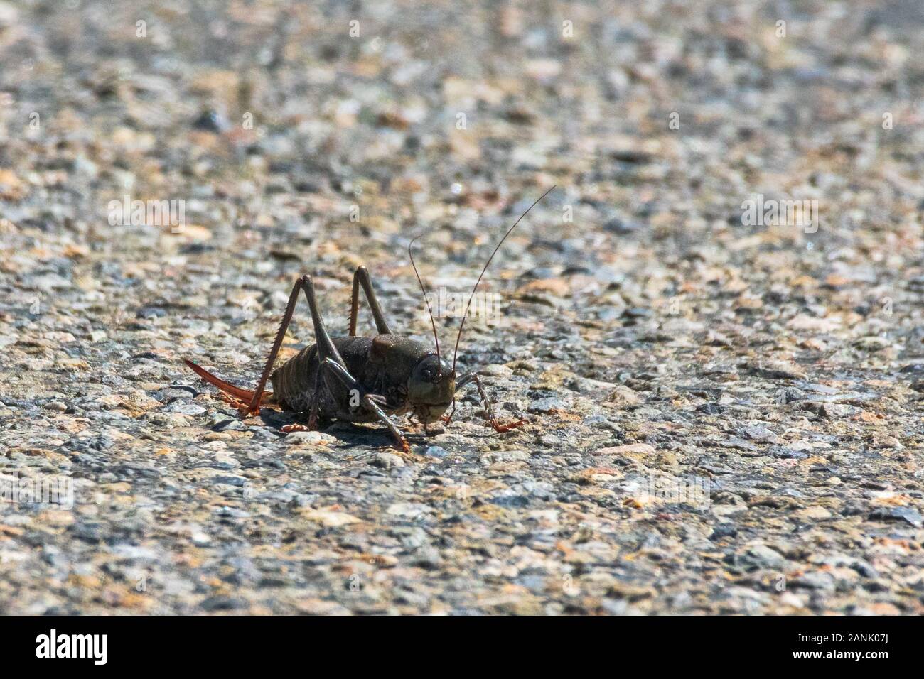 Mormon Cricket assis sur Road Banque D'Images
