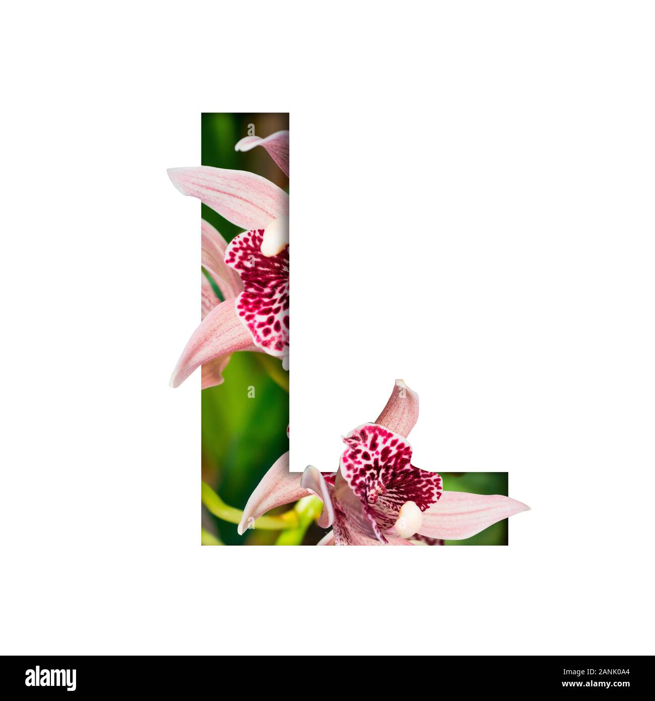 Flower font. Lettre L, fabriqué à partir de fleurs naturelles. Composition de belles orchidées. Texte sous la forme de plantes tropicales Banque D'Images