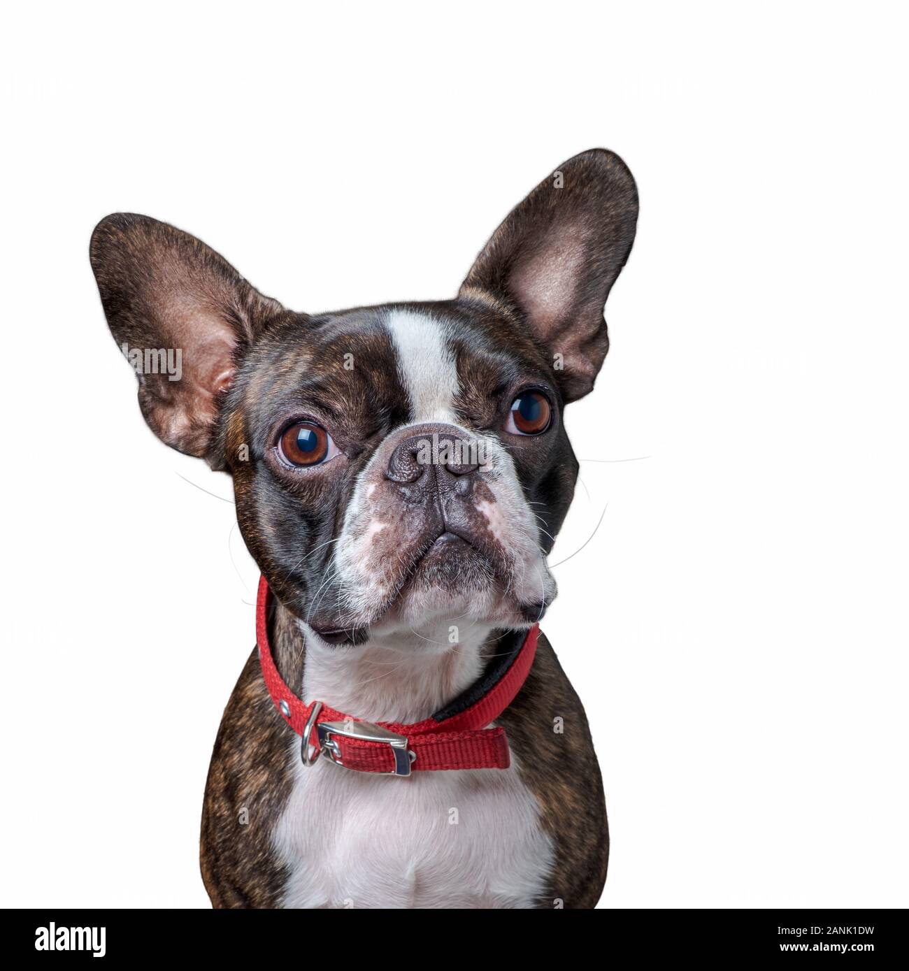 Closeup portrait of beautiful boston terrier de pure race, blankspace copyspace Banque D'Images