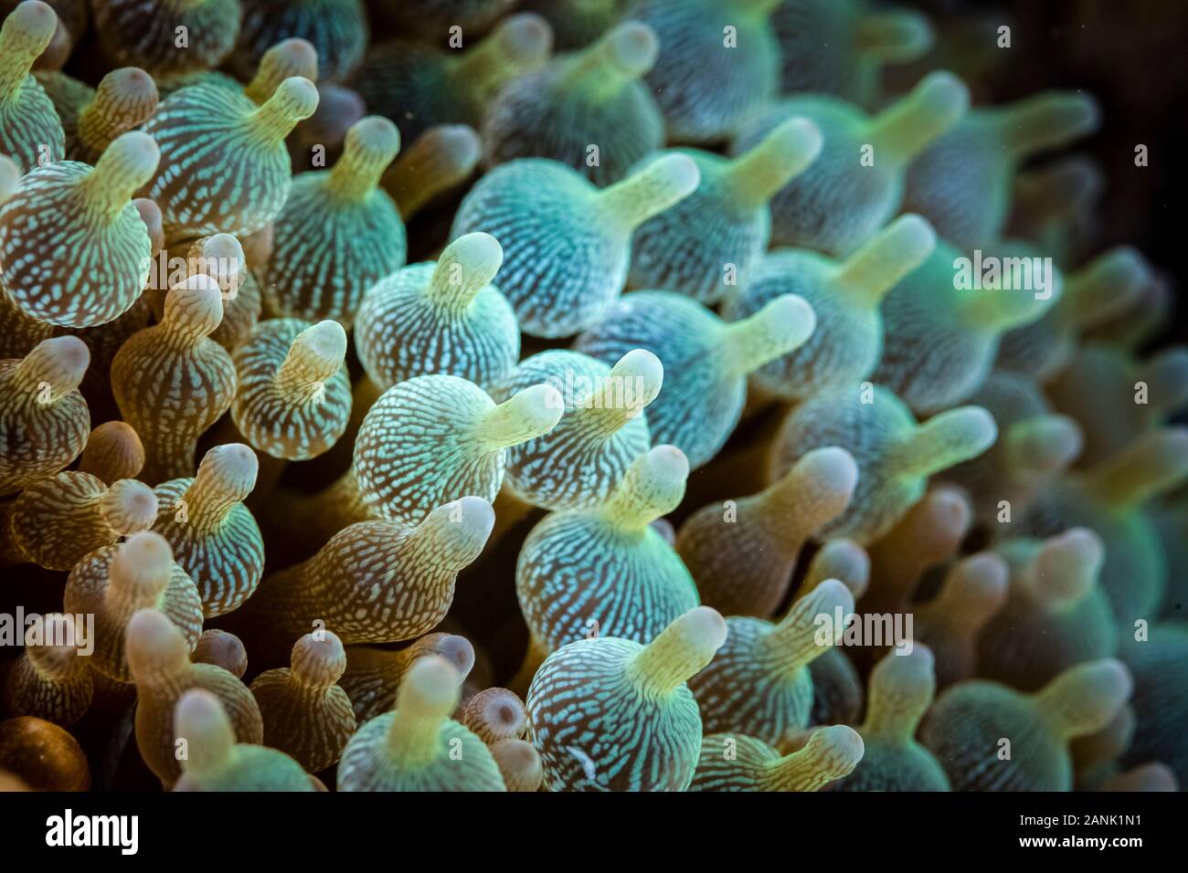 Détail d'un bulbed Entacmaea quadricolor anémone, de plus en plus, dans le Parc National de Komodo, moindre petites îles, l'Indonésie, de l'océan Indo-pacifique Banque D'Images