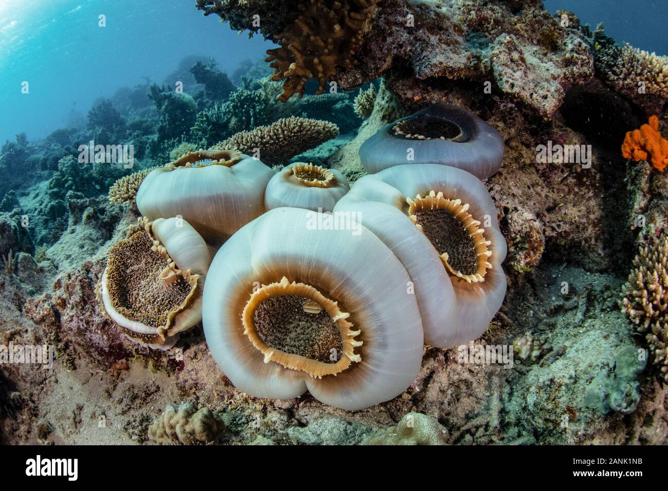 (Corallimorphs Amplexidiscus fenestrafer) poussent sur un récif peu profond à Fidji Banque D'Images