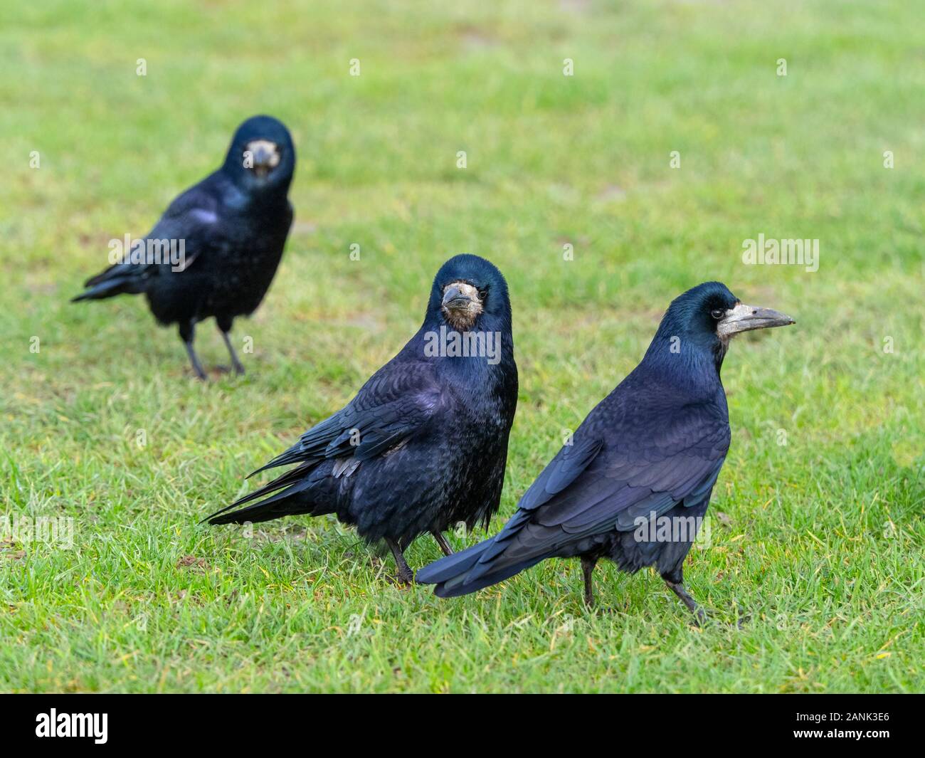 Les corbeaux freux Corvus frugilegus se nourrir dans les prairies east coast Norfolk Banque D'Images