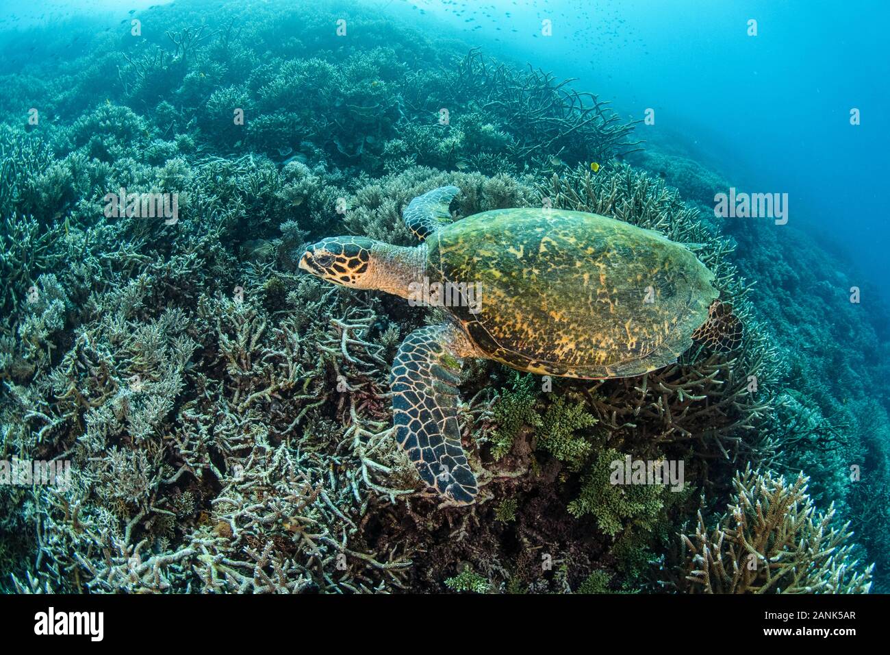 La tortue imbriquée, Eretmochelys imbricata, le Parc National de Komodo, moindre petites îles, l'Indonésie, l'Océan Pacifique Banque D'Images