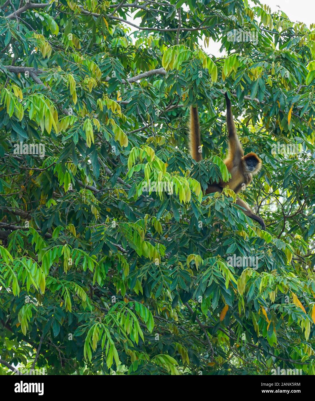 Port et Marina de San Juan Del Sur, Nicaragua, avec des bateaux et la statue du Christ de la miséricorde, avec resorts et locations de propriétés et logements. Banque D'Images