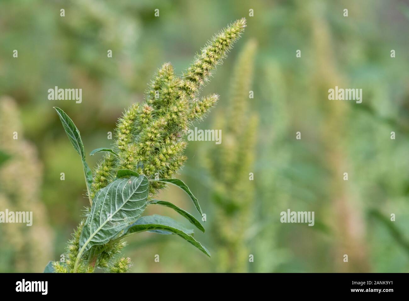 Gros plan d'une usine de mil en fleur Banque D'Images