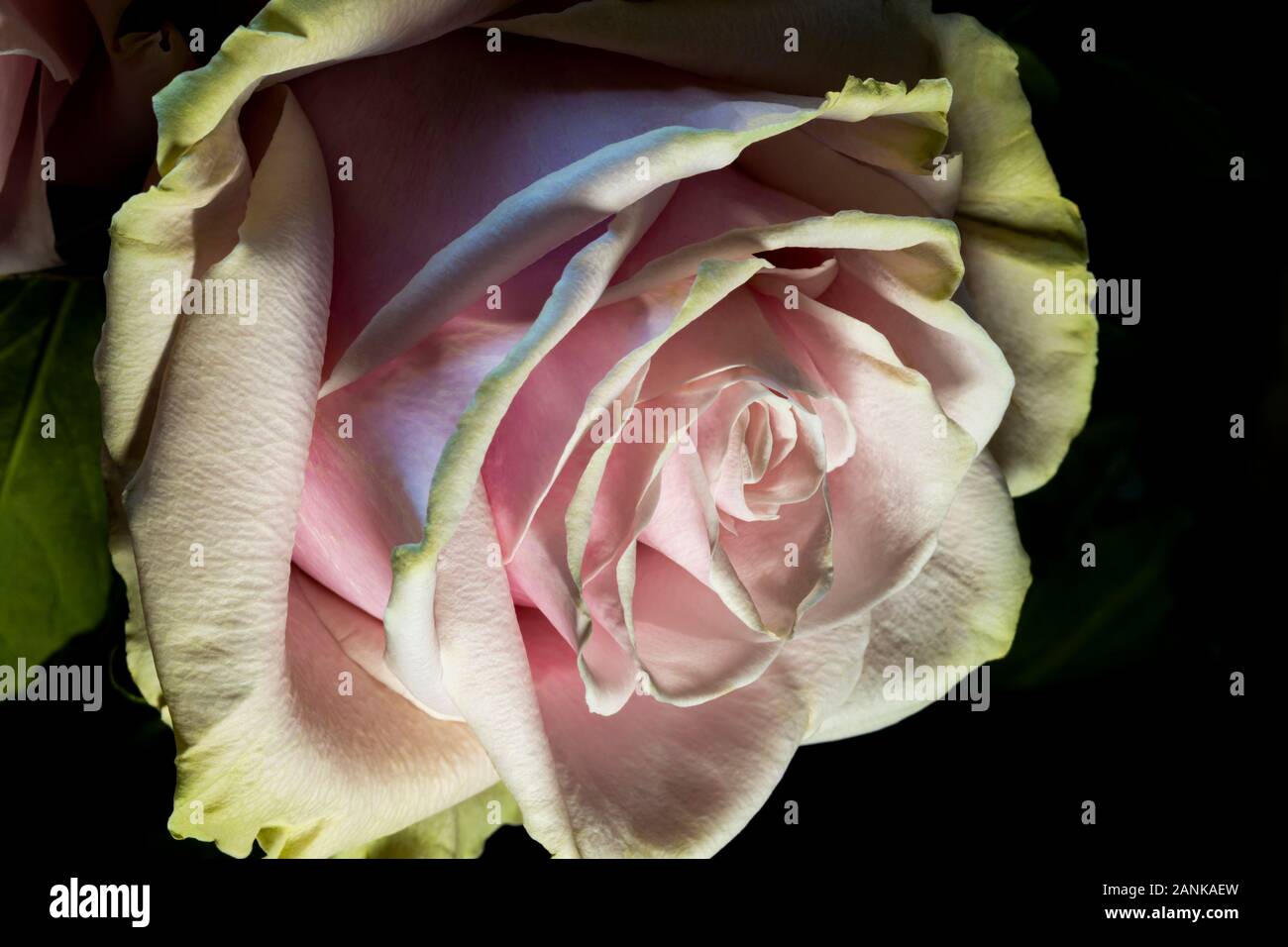 Roses rose et vert Banque D'Images