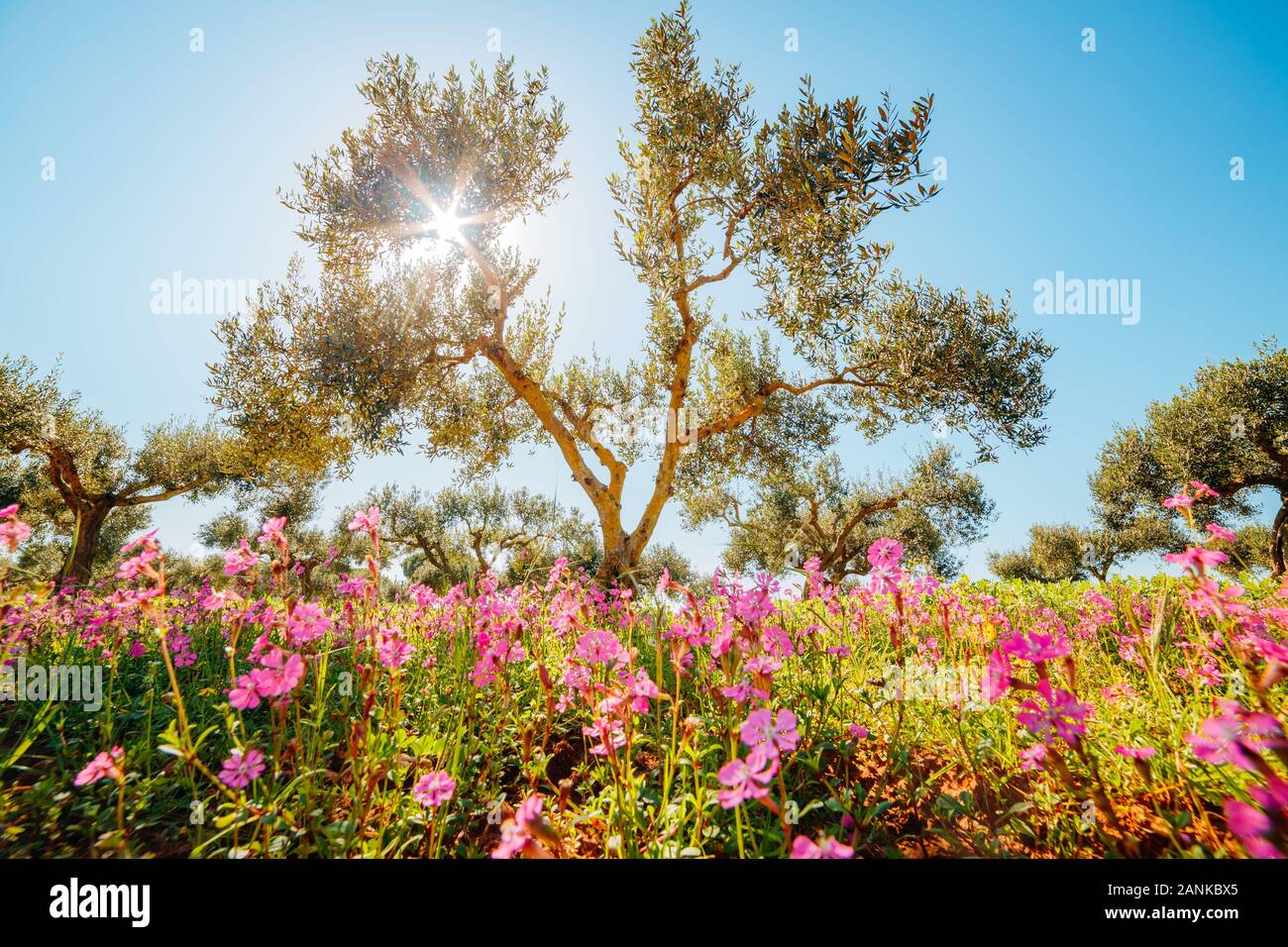 Oliveraie incroyable en fleurs. Jour pittoresque et magnifique scène. Forêt au printemps. Emplacement Placez l'île de Sicile, Italie, Europe. Merveilleux Banque D'Images