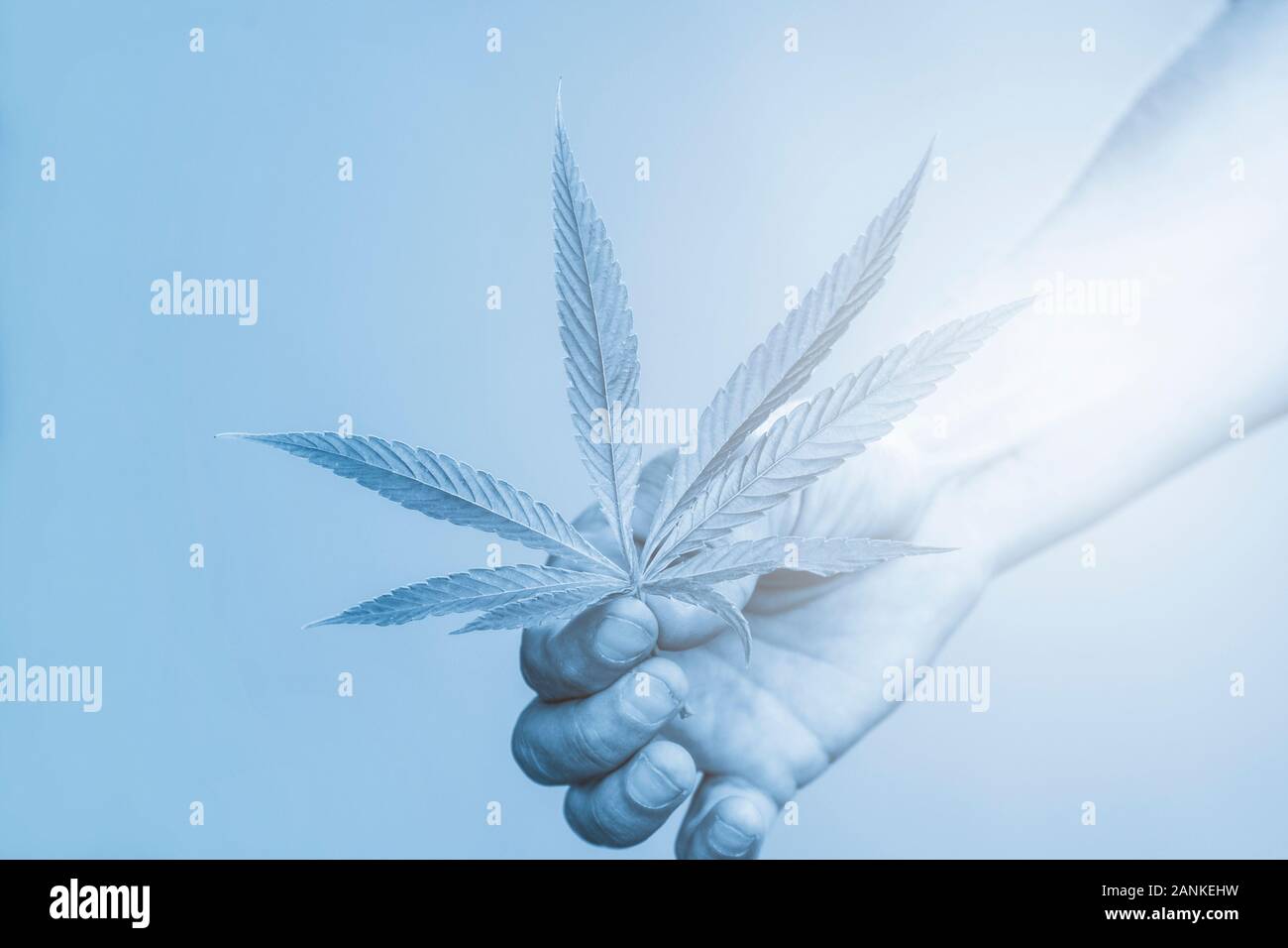 La marijuana médicale. Légaliser le cannabis comme un produit médical. Une feuille de marijuana dans la main. B|ue filter Banque D'Images