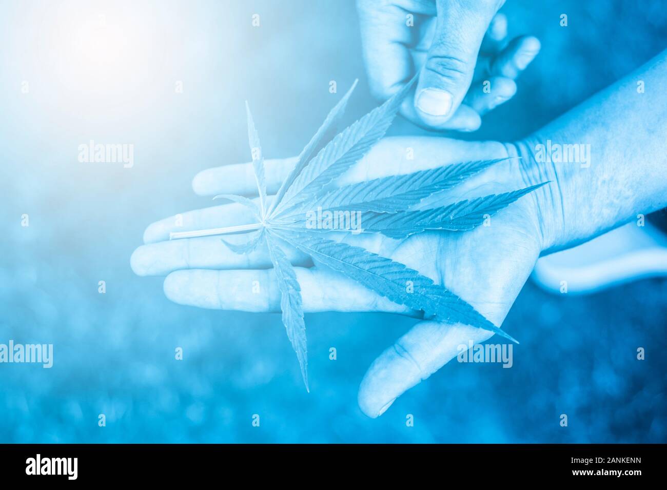 La marijuana médicale. Légaliser le cannabis comme un produit médical. Une feuille de marijuana dans la main. B|ue filter Banque D'Images