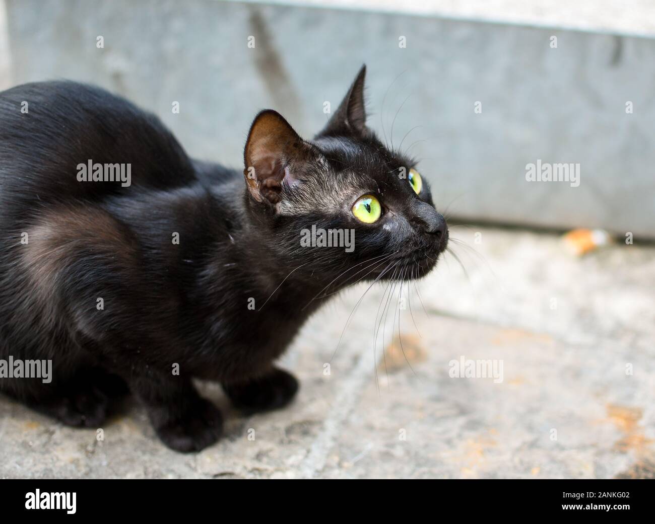 Un chat noir aux cheveux courts avec des yeux vert jaune se trouve sur la chaussée dans Kotor, Monténégro, la "Ville des Cats'. Banque D'Images
