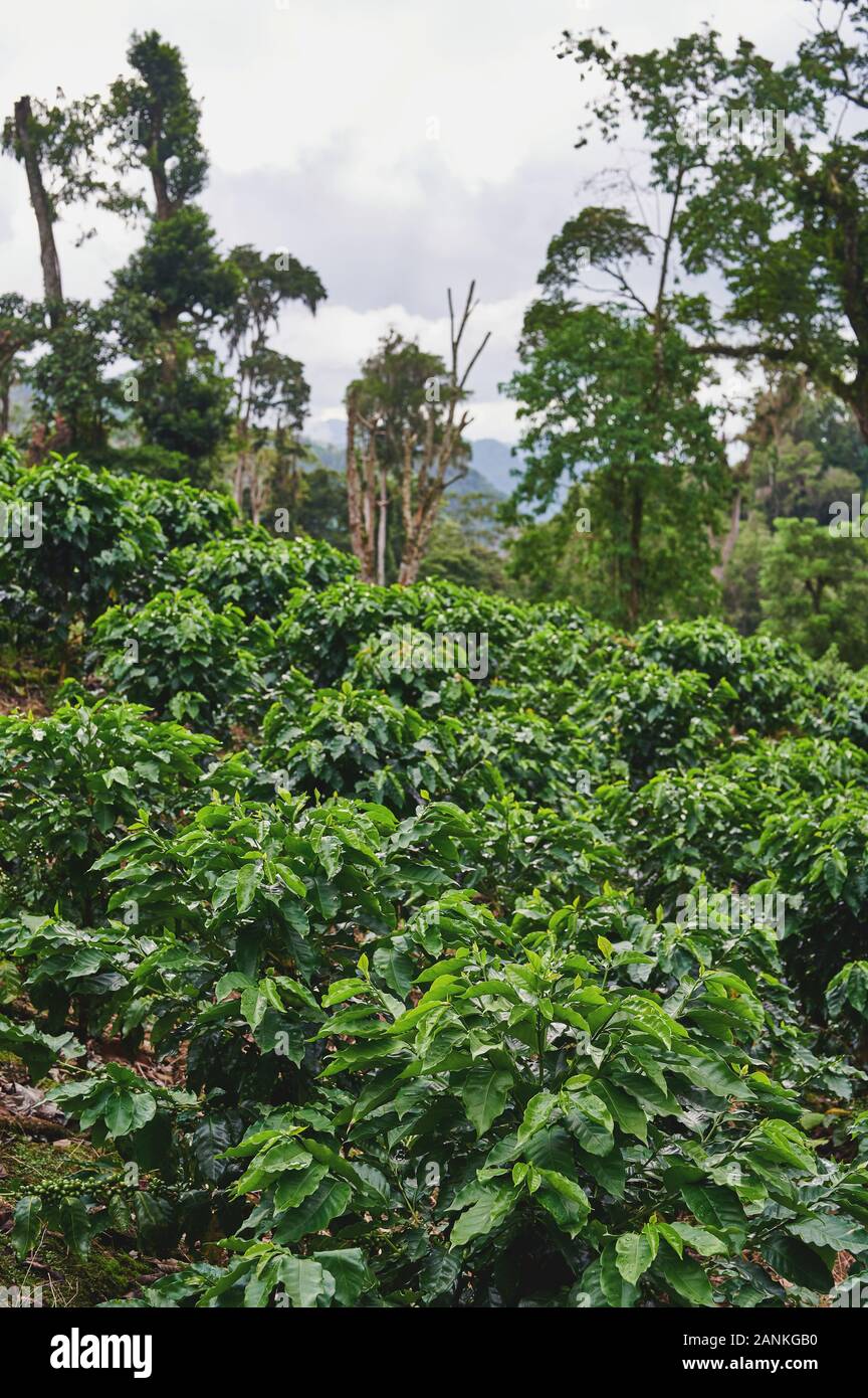 Les plantes de café vert sur fond de montagne. Thème de l'industrie du café Banque D'Images