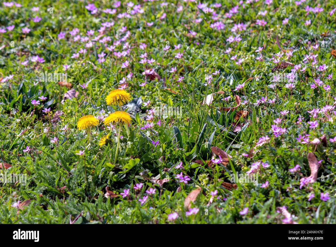 Fleurs de pissenlit jaune dans l'herbe verte entre purple germander speedwell. commun. Les mauvaises herbes en fleurs printemps nature fond sur une journée ensoleillée. Banque D'Images