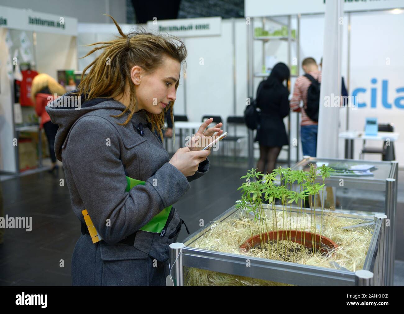 Jeune femme debout près de plante en pot culture de cannabis et la prise de photo de lui par téléphone mobile. Juste Cannabis.Le 11 octobre 2019. Kiev, Ukraine Banque D'Images