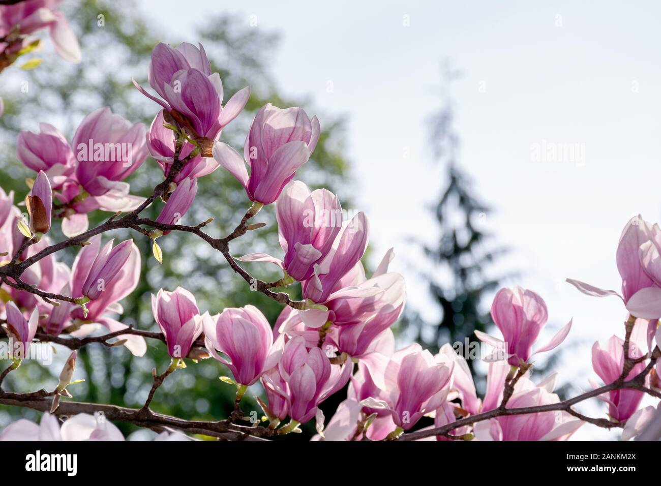 Fleur de magnolia rose. grande floraison sur les brindilles dans la lumière du soleil. La saison du printemps dans le jardin. Chambres de fond ornemental Banque D'Images
