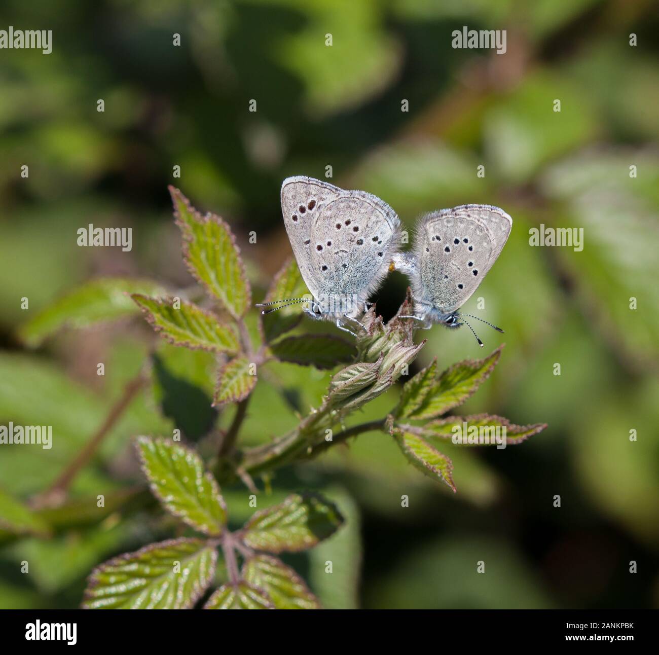 Paire de deux papillons bleu noir -Eyed Glaucopsyche melanops l'accouplement dans la campagne espagnole dans le Nord de l'Espagne Picos de Europa Banque D'Images