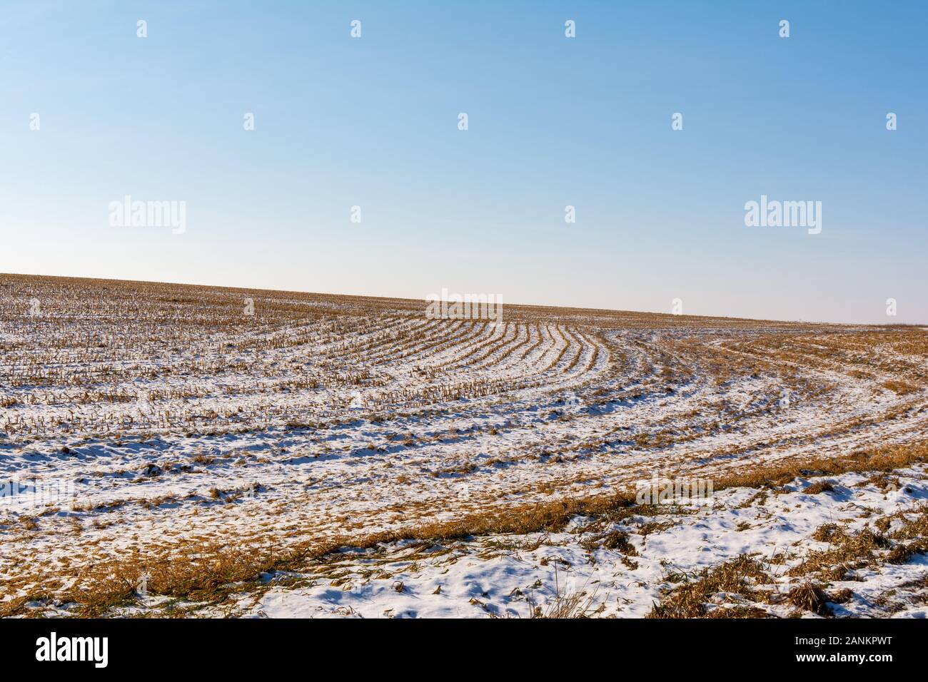 Champ couvert de neige sur un matin d'hiver dans les régions rurales de l'Illinois. Comté de bureau, Illinois, États-Unis Banque D'Images