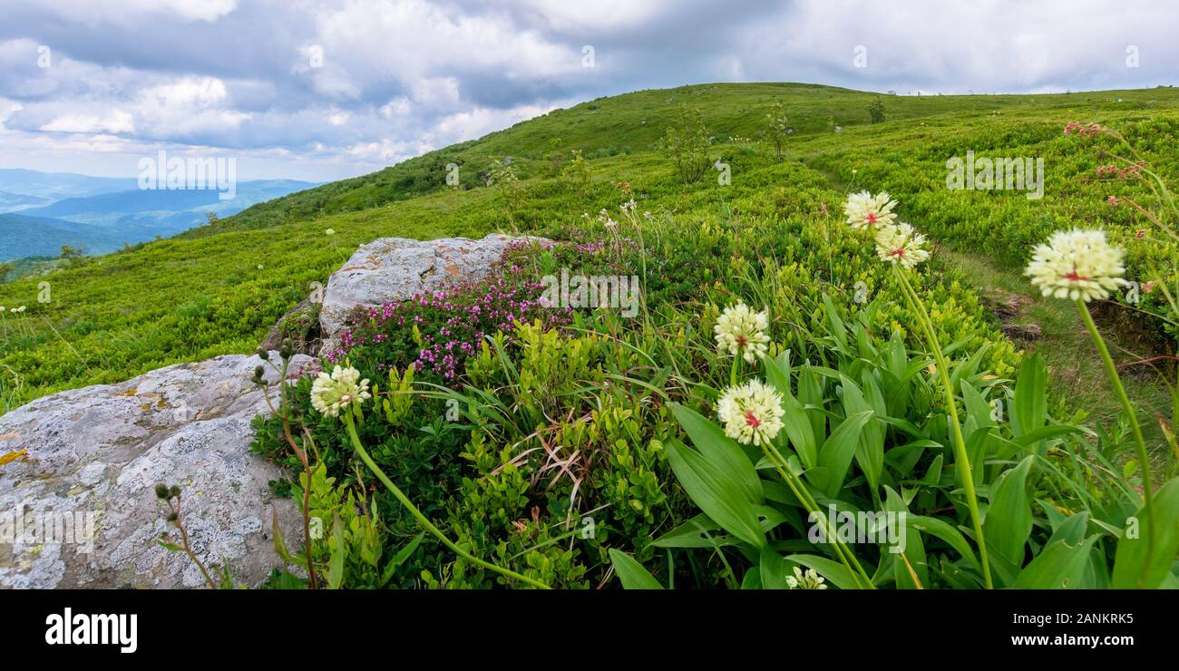 Plantes et fleurs sauvages sur la colline. belle nature paysages de prairies herbeuses alpine dans les Carpates. En été, avec ciel nuageux Banque D'Images