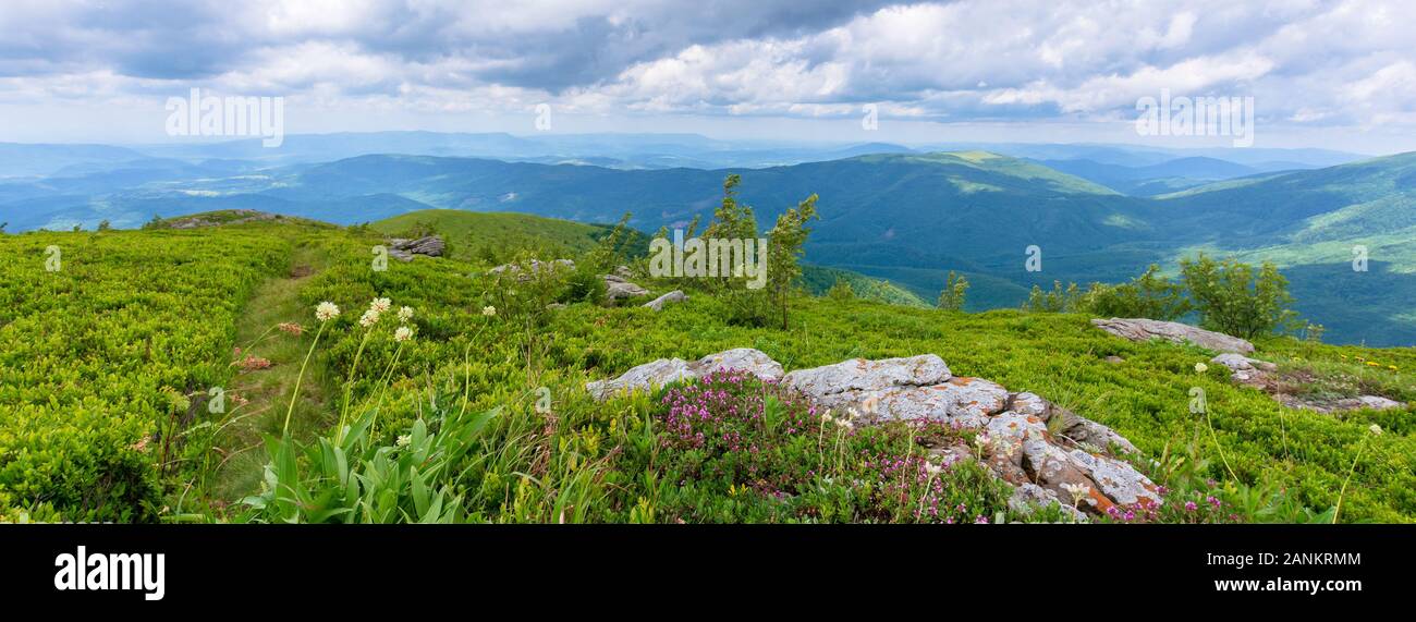 Plantes et fleurs sauvages sur la colline. belle nature paysages de prairies herbeuses alpine dans les Carpates. En été, avec ciel nuageux Banque D'Images