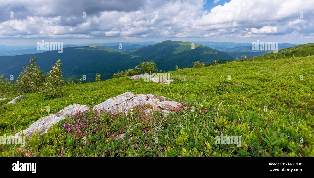 Herbes sauvages en fleurs sur la colline herbeuse. belle nature paysage de pâturages alpins en Carpates. En été, avec des nuages sur le ciel bleu Banque D'Images