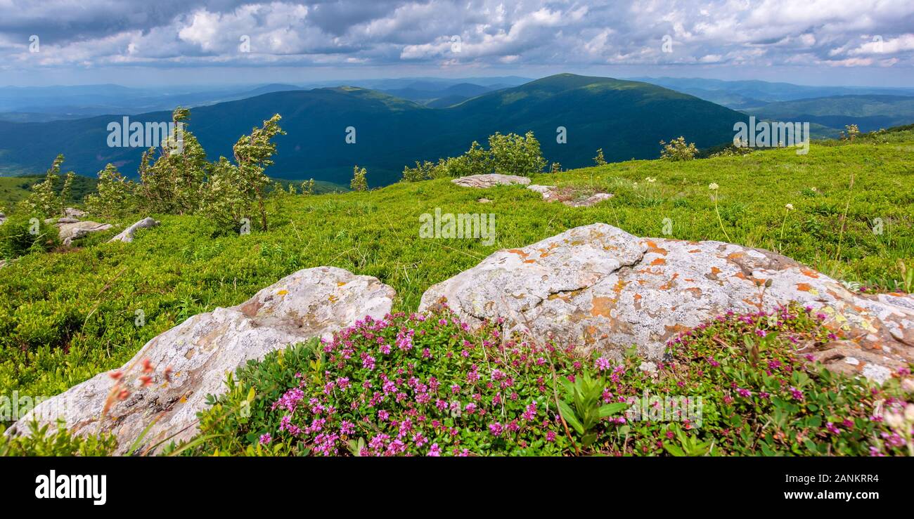 Herbes sauvages en fleurs sur la colline herbeuse. belle nature paysage de pâturages alpins en Carpates. En été, avec des nuages sur le ciel bleu Banque D'Images