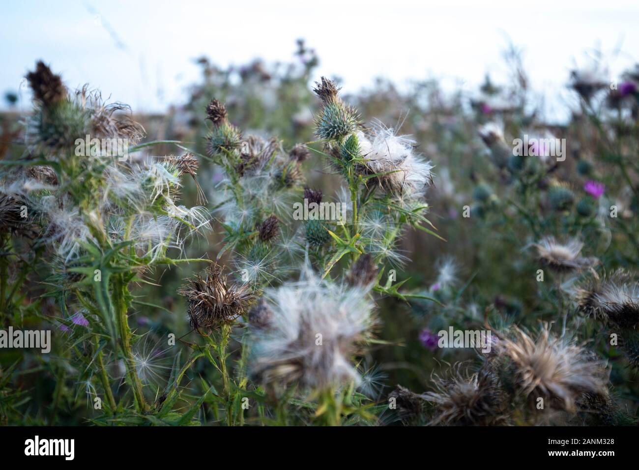 Fleurs de chardon sauvage prairie close up shoot Banque D'Images