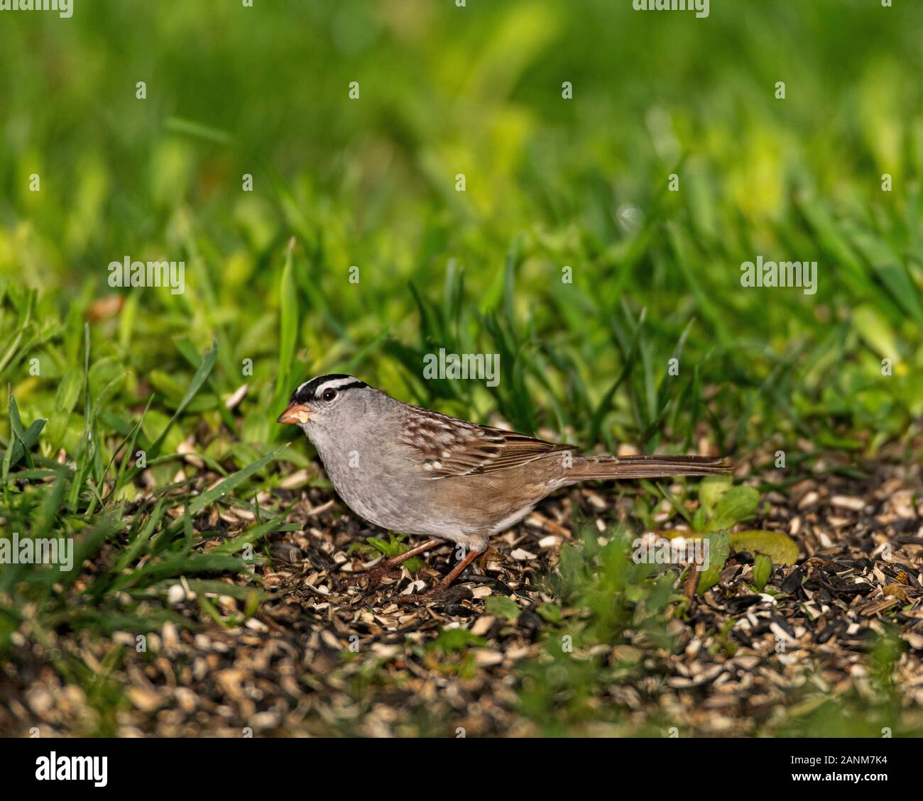 Bruant à couronne blanche sur le sol. Banque D'Images